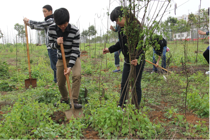 同学们踊跃植树