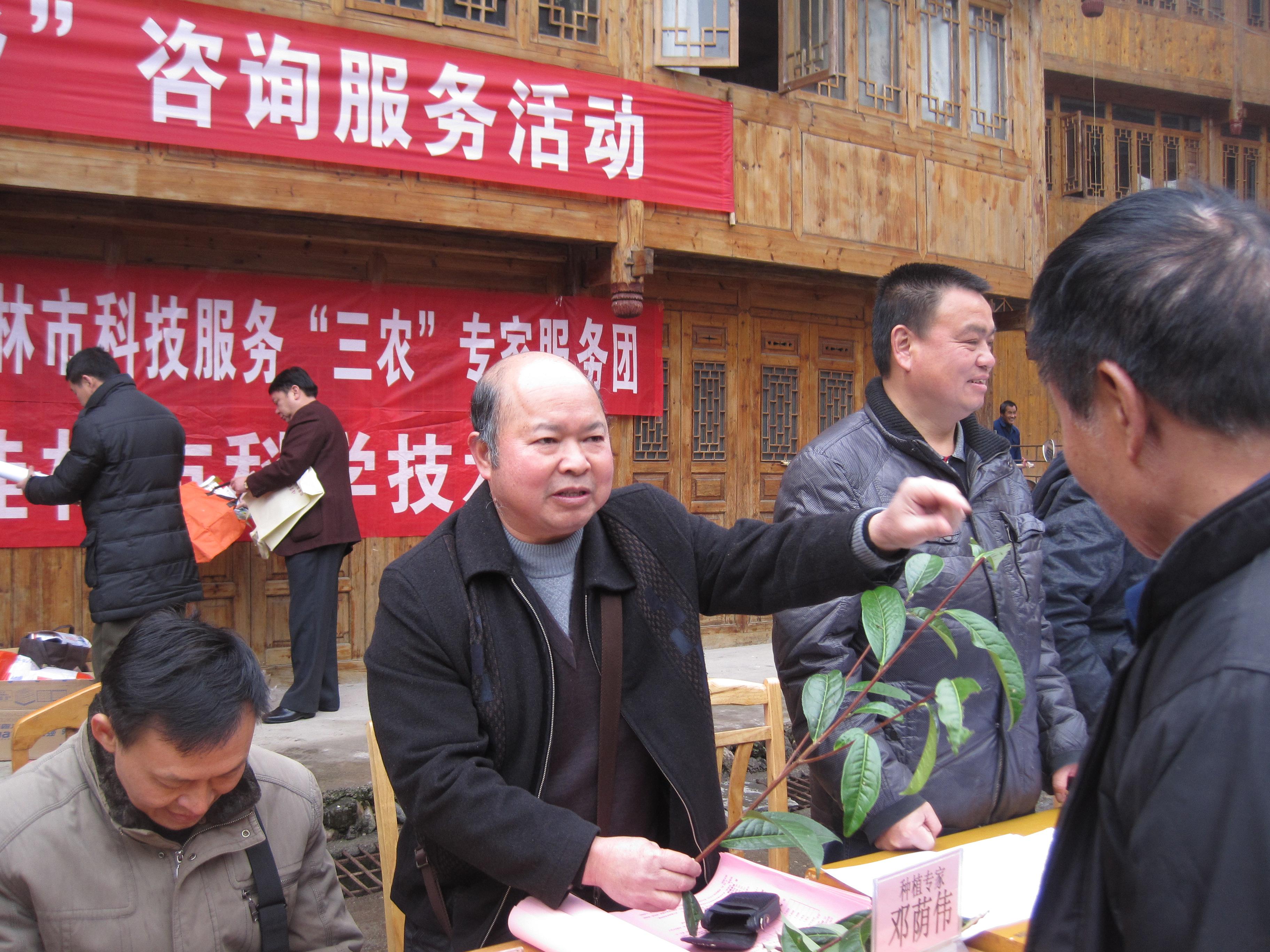 邓荫伟教授在龙胜县龙脊镇向咨询群众讲解“油茶丰产型”的树冠修剪技术