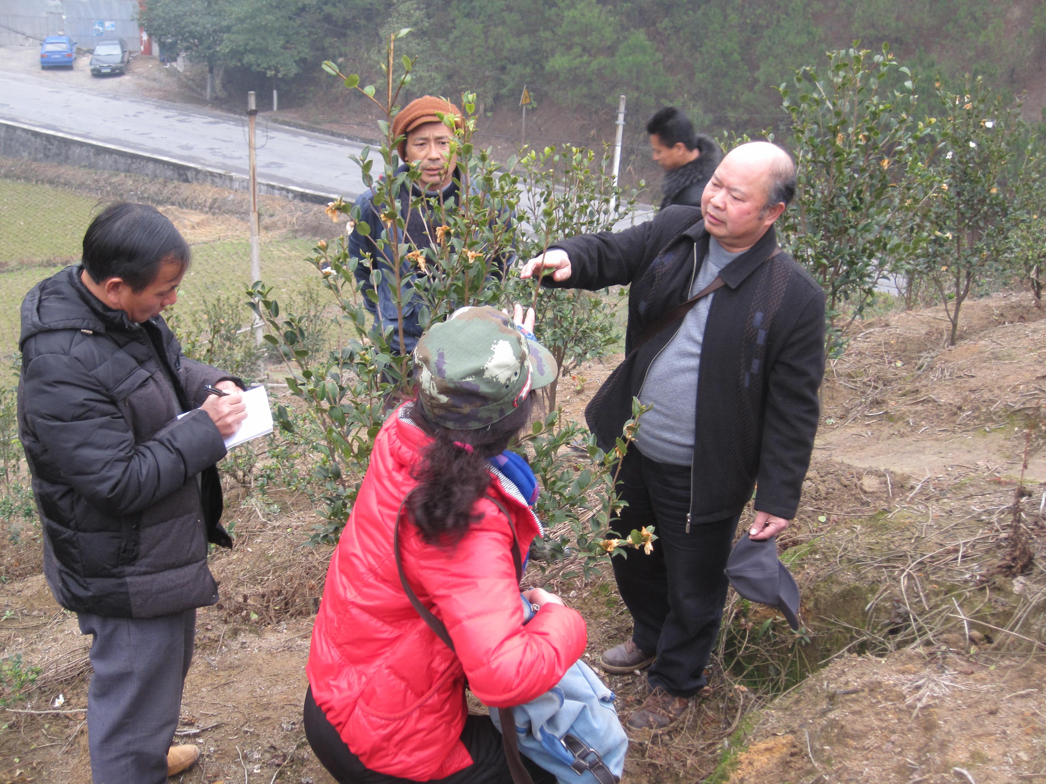 邓荫伟教授在资源县贵盟金油茶开发公司指导油茶植株的修剪