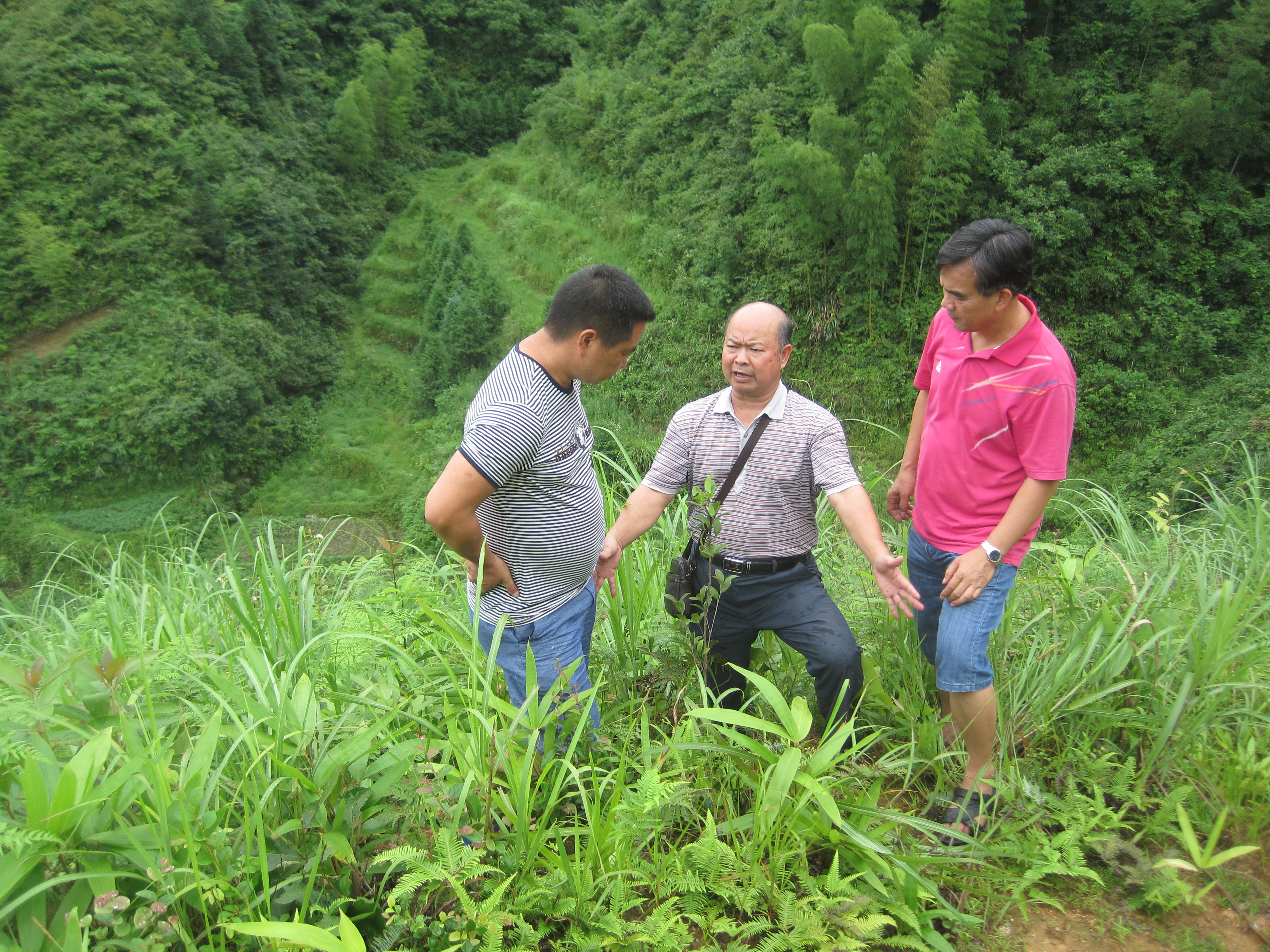 2016年5月在资源瓜里油茶基地指导抚育管理.JPG