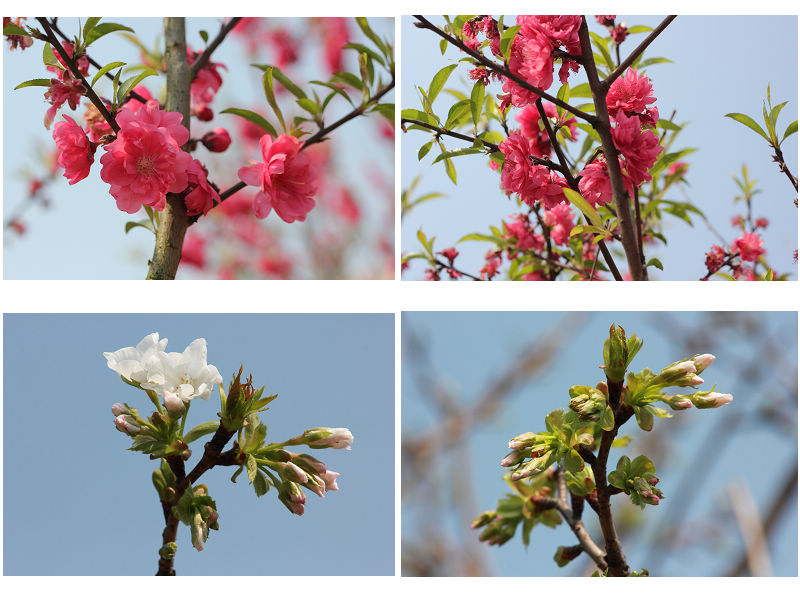 校园美景 (邹添龙 摄)