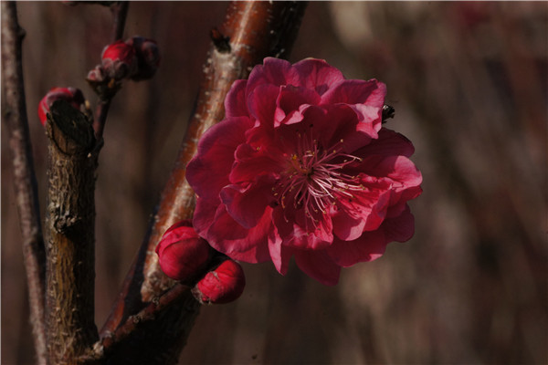 雁山校区桃花林里盛开的桃花