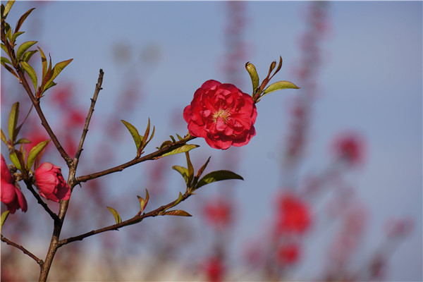 雁山校区桃花林里盛开的桃花，一枝独秀