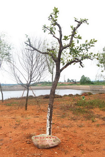 师恩难忘  同窗情深——生物系90专捐种二〇〇八年七月二                    </div></div>
                                <!--新闻内容结束-->

                                <div class=