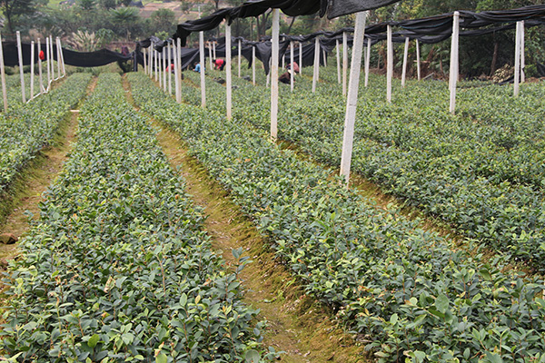 油茶良种苗圃，3年培育苗木100多万株